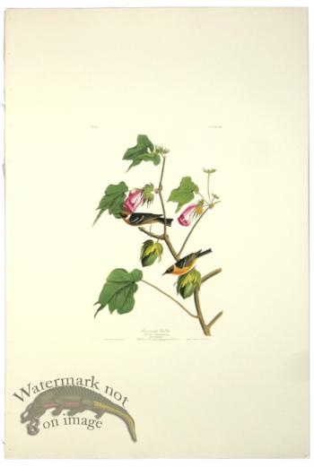 Bay-Brested Warbler